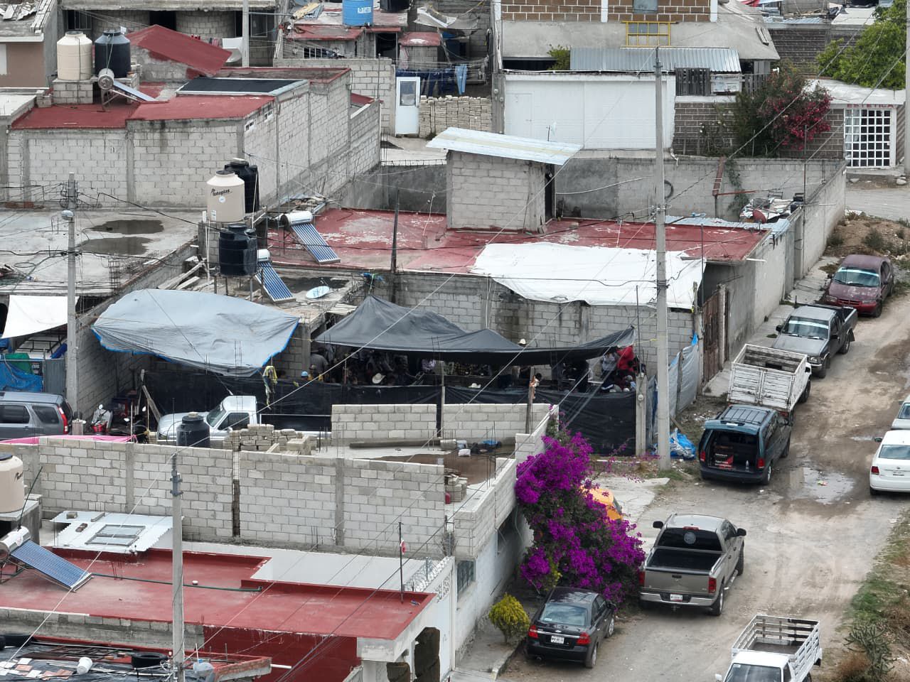 Pelea de gallos ilegal en Pachuca: 37 detenidos y gallos asegurados