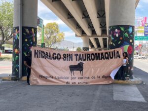 Activistas buscan llevar al Congreso de Hidalgo firmas contra la tauromaquia