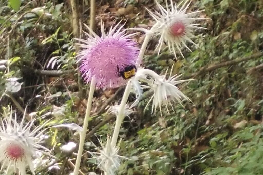 En Actopan puedes encontrar este rincón secreto único lleno de muchas flores 