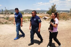 El hallazgo de la perrita en Pachuca provocó la intervención de autoridades, quienes la retiraron de la vía pública para garantizar su seguridad y bienestar
