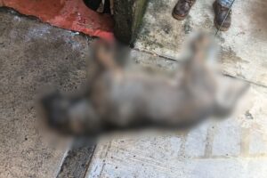El propietario afectado denunció que el envenenamiento de perros en Tianguistengo no es un hecho aislado, ya que anteriormente otro de sus animales también fue víctima de un caso similar, incluso dentro de su propio domicilio