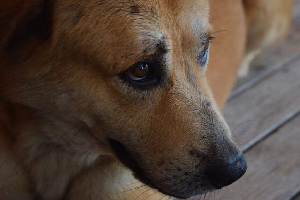 Un video evidenció un caso de maltrato animal en Atotonilco el Grande que generó indignación