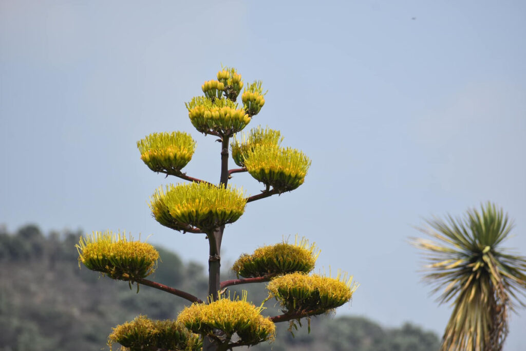 El maguey es considerado una bendición en la región, no solo por su valor alimenticio, sino por su importancia histórica | Foto: Especial
