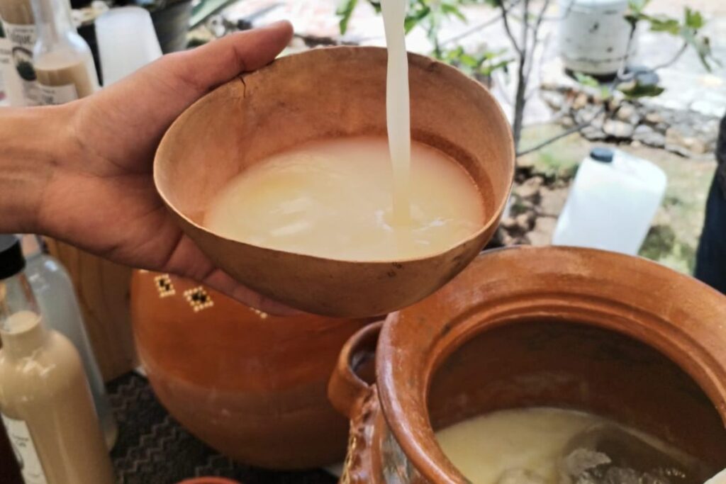 El santuario del maguey en Singuilucan: El Jardín de Mayahuel resguarda la tradición