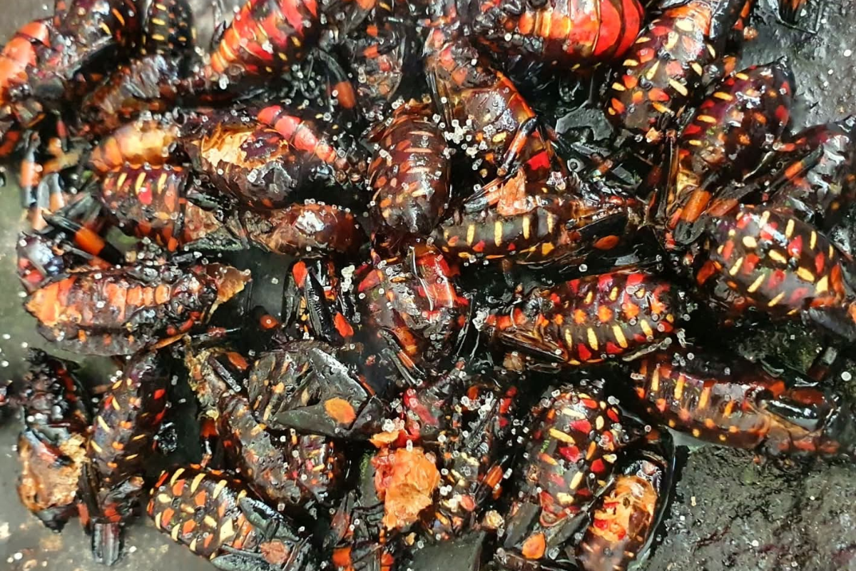 La extracción excesiva de los xamues ha impedido su reproducción natural, de acuerdo con una vendedora del Valle del Mezquital | Foto: Kevin Bretón