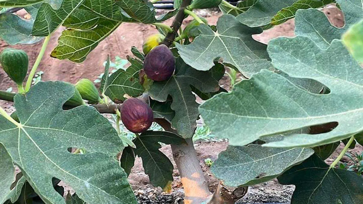 La presencia de productores del fruto en el mercado ha disminuido, dijeron comerciantes Foto: Kevin Bretón