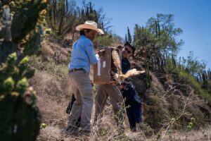 La conservación de fauna silvestre en Metztitlán se fortalece con la liberación de animales que fueron atendidos bajo protocolos especializados