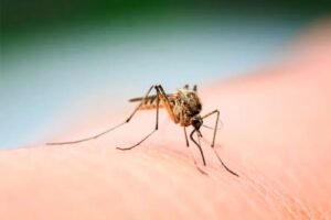 Las acciones en la Presa Endhó incluyeron el uso de drones, termo nebulización y tecnología ULV para reducir la presencia de insectos en zonas urbanas y rurales