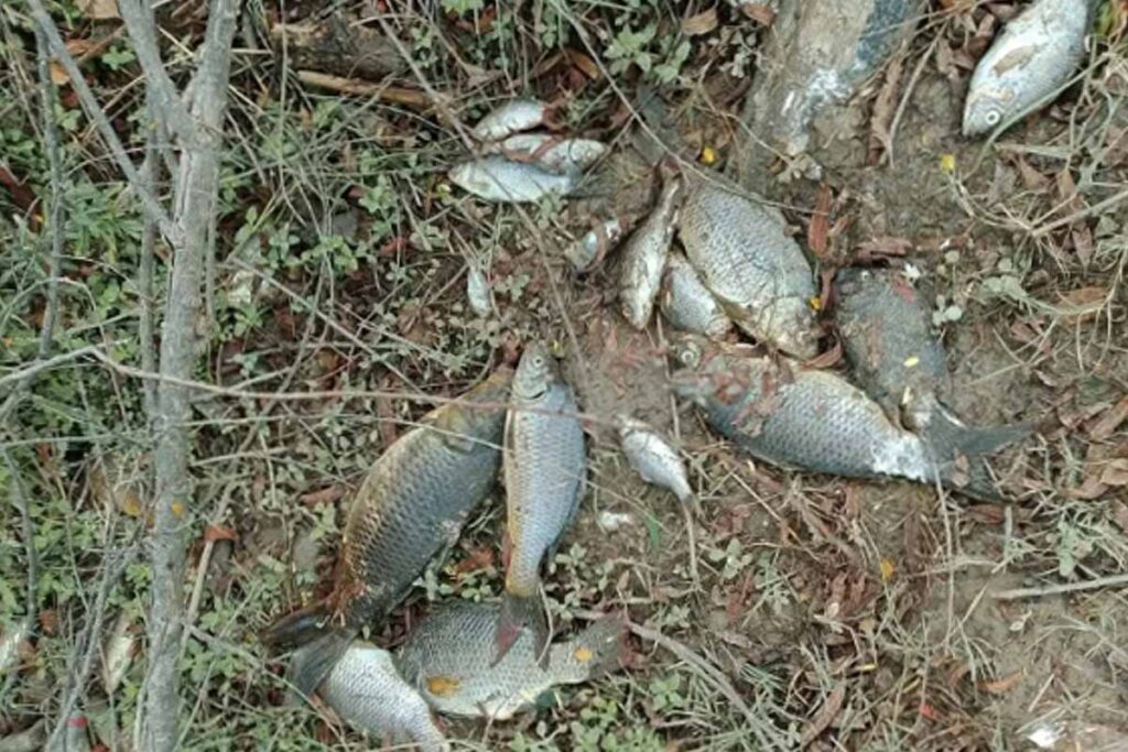 Recientemente aparecieron decenas de peces muertos en el bordo San Fernando, Huichapan | Foto: Especial