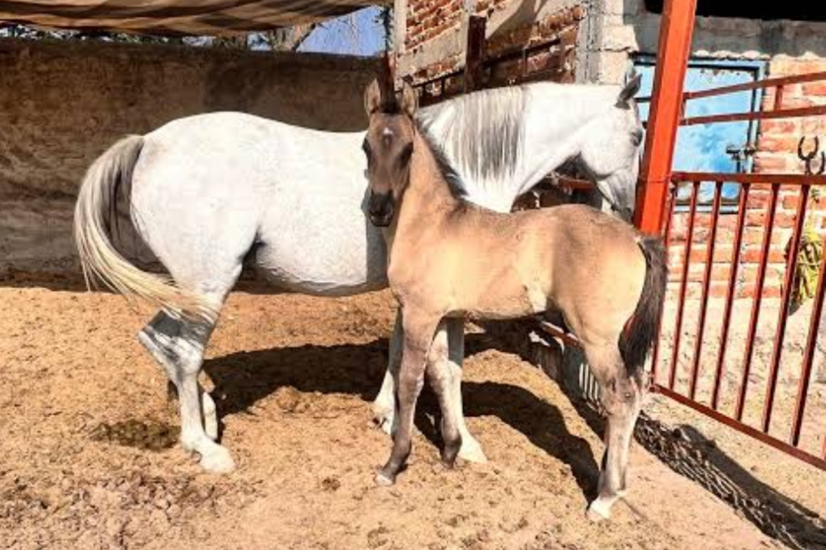 El trabajo debe ser constante y diario para evitar que el caballo pierda práctica | Foto: Kevin Bretón