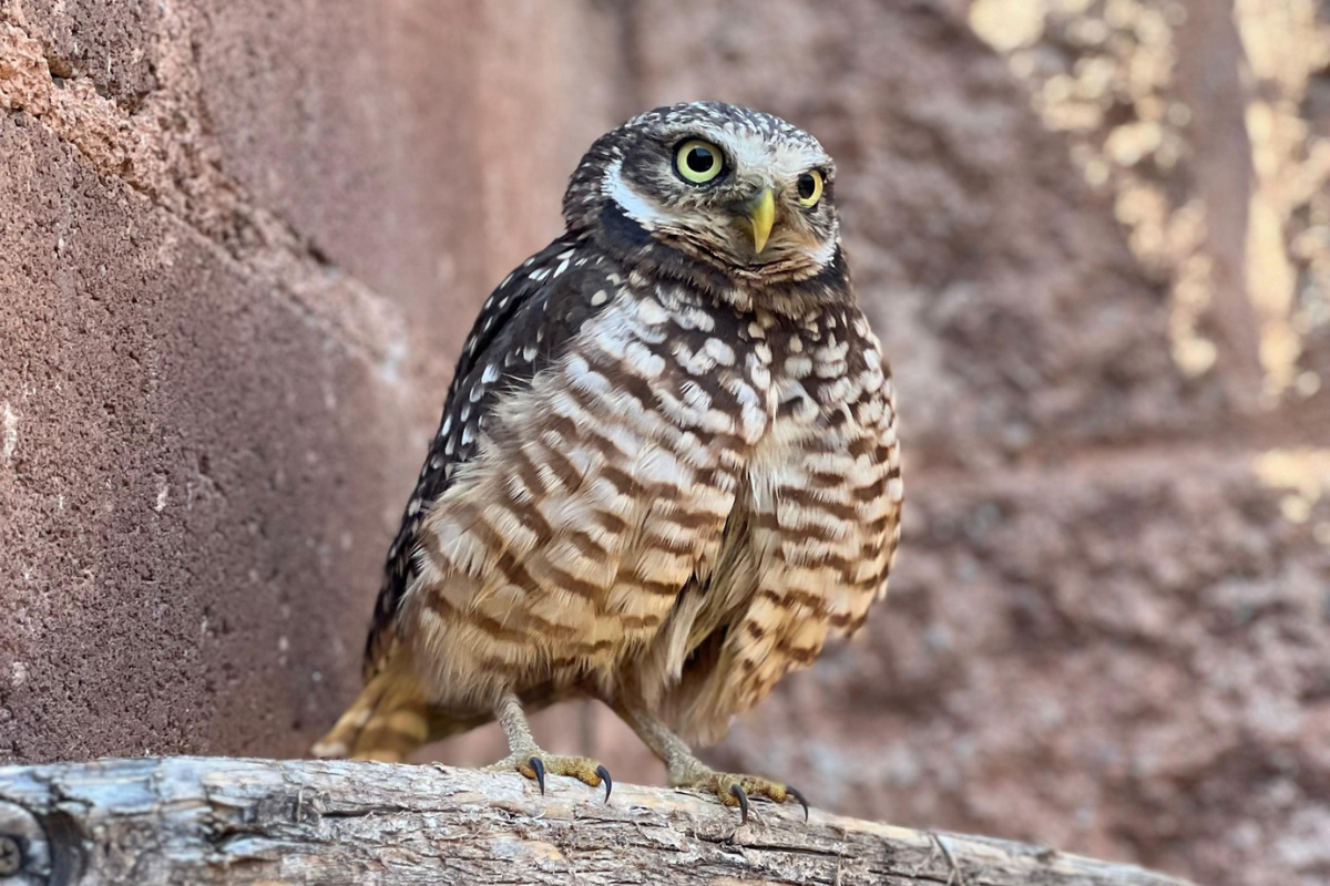 Aproximadamente 120 animales, entre aves rapaces y otras especies, han ingresado a la Unidad de Rehabilitación de Fauna Silvestre en 2026 | Foto: Especial