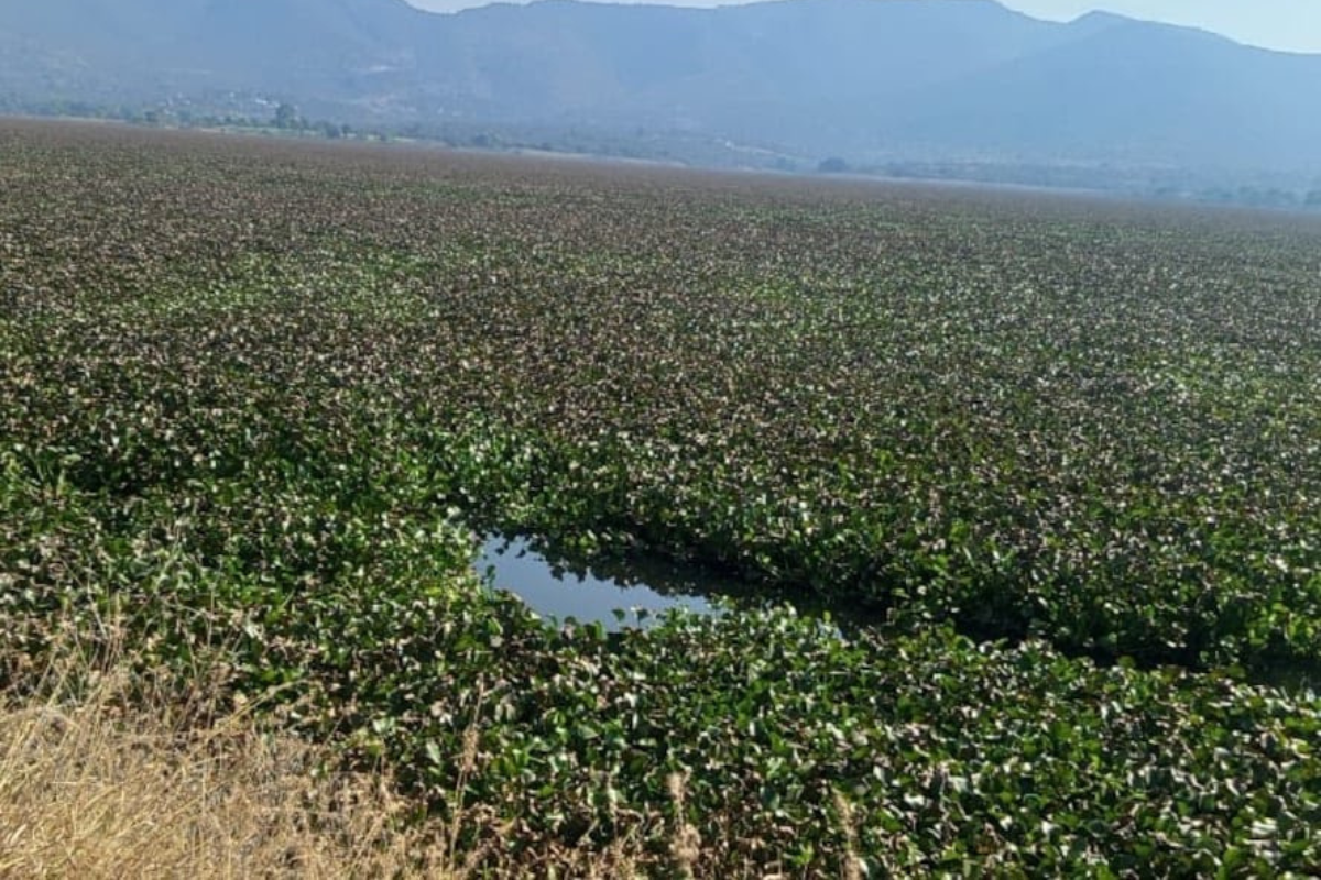 La invasión de lirio acuático en la presa de Alfajayucan también ha afectado la salud del ganado, indicaron habitantes | Foto: Kevin Bretón