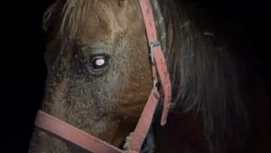 Los moscos atacan a los animales de los pobladoresFoto: Luis Godínez