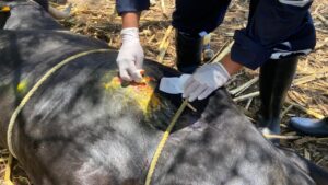 Durante la visita se efectuó la inspección correspondiente de heridas en los animales