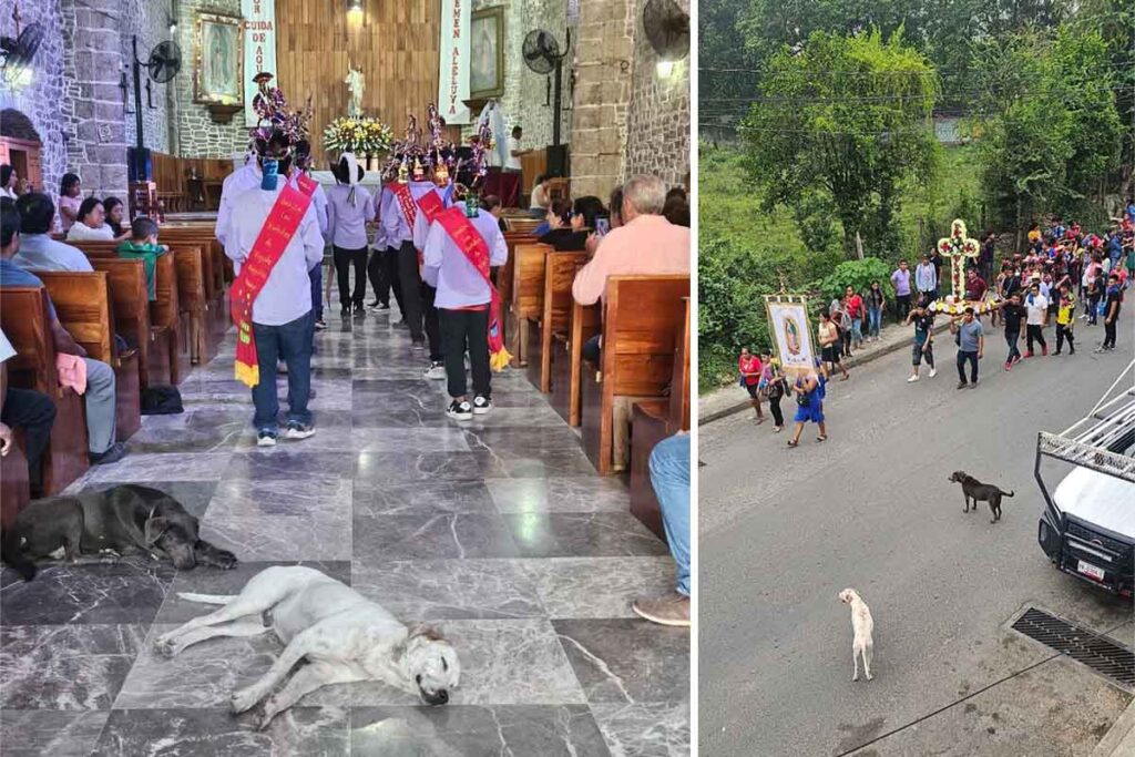 Cuando el sonido de la banda de viento rompe la rutina y los cohetes anuncian la salida de una nueva procesión, Peregrino y Güero se ponen de pie y emprenden el camino una vez más | Foto: Especial