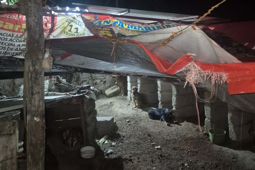 El costo aproximado para las reparaciones en el albergue Perrines al Rescate es de 40 mil pesos | Foto: Especial