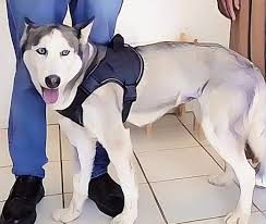 Sasha fue entregada a su propietario tras cumplir los protocolos de seguridad establecidos por DABA.