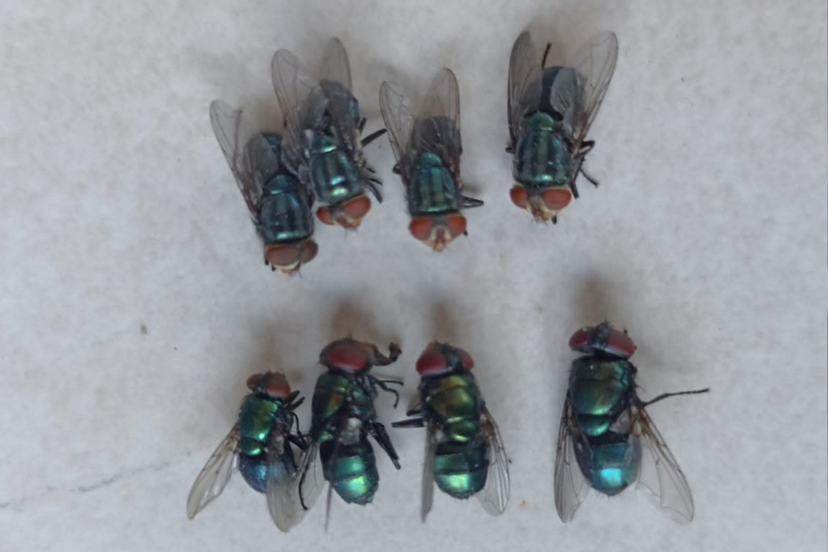 Las moscas depositan larvas que se alimentan del tejido vivo del ganado, lo que provoca lesiones | Foto: Especial