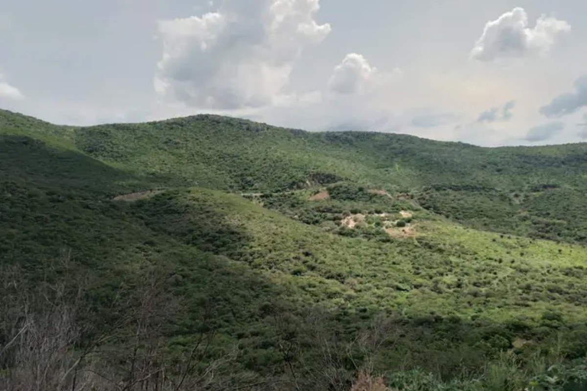 Algunas especies del ecosistema podrían perderse por la instalación del proyecto, advirtieron los pobladores de la comunidad indígena San Joaquín | Foto: Especial