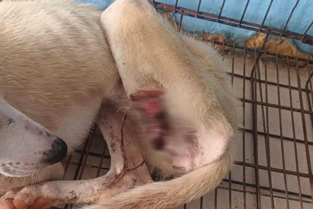 La plaga representa una grave amenaza para la salud del ganado, animales de compañía y, en algunos casos, también puede afectar a los humanos | Especial