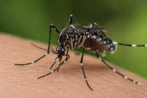 Acciones de nebulización continúan en zonas de riesgo de HUEJUTLA para reducir la presencia del mosquito Aedes aegypti.