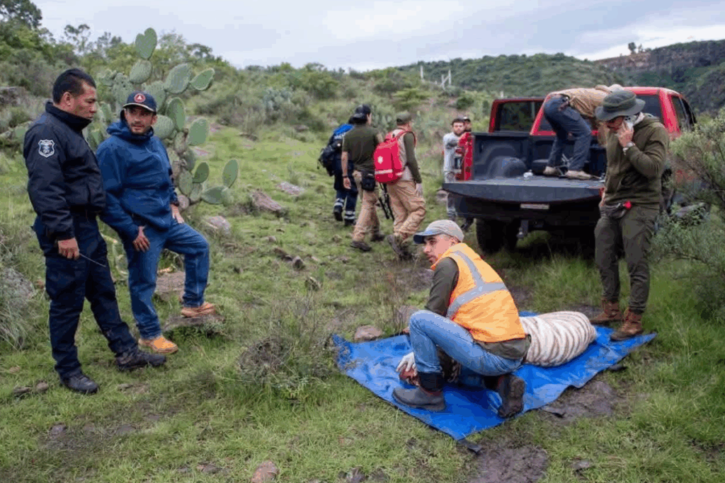Elementos de seguridad participaron en el rescate del tigre de bengala