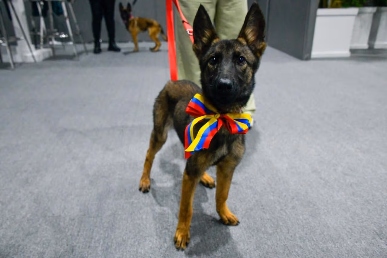 Laika, Sol y Sara, los cachorros enviados por Venezuela a México, serán entrenados para integrarse a labores de rescate