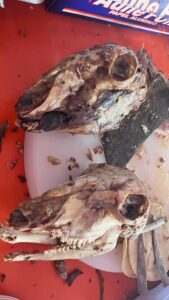 Concurso de la barbacoa en Actopan celebra historia gastronómica