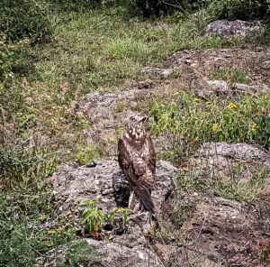 Entre las especies liberadas se encuentran garzas, un halcón peregrino, búhos, aguilillas, tlacuaches y cincuates
