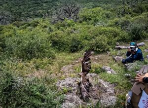 La liberación fue realizada con la participación de autoridades ambientales federales, estatales y municipales