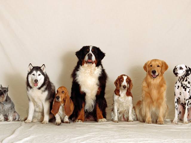 El Día Mundial del Perro busca promover el cuidado responsable y la protección de los animales