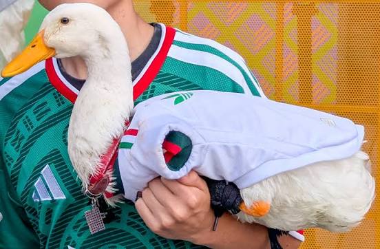 Autoridades analizan riesgos de abandono de animales adquiridos en CDMX