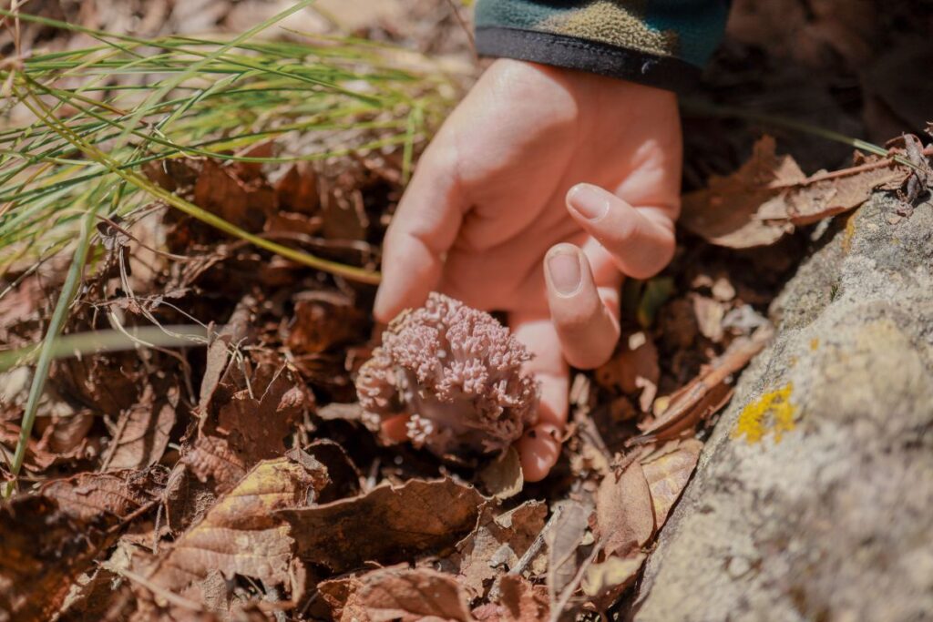 Detalle de una mano recolectando un hongo en el bosque de Mineral del Chico